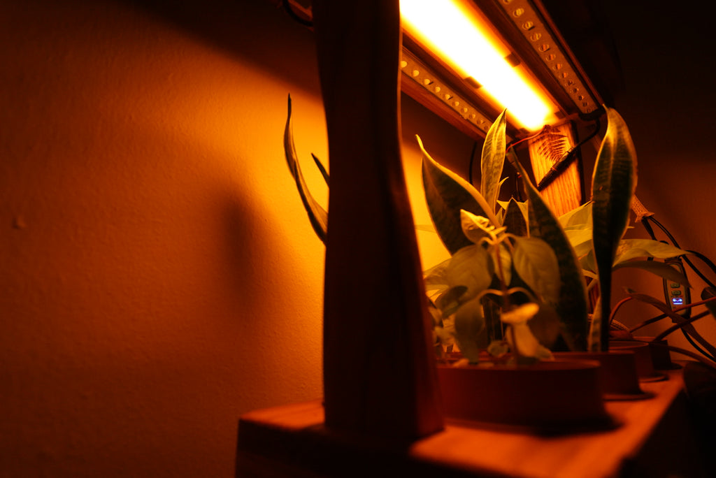 Aera Garden — Indoor Herb Garden Lamp with Self-Watering