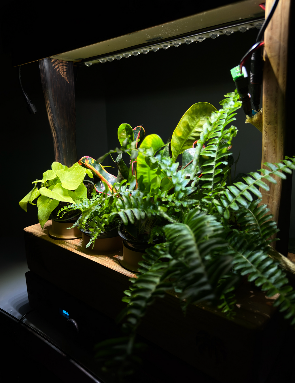 Aera Garden — Indoor Herb Garden Lamp with Self-Watering