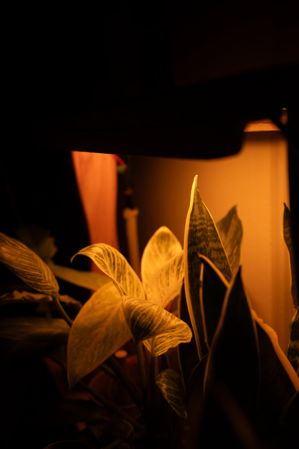 Aera Sense - Indoor Garden with Air Quality Monitor