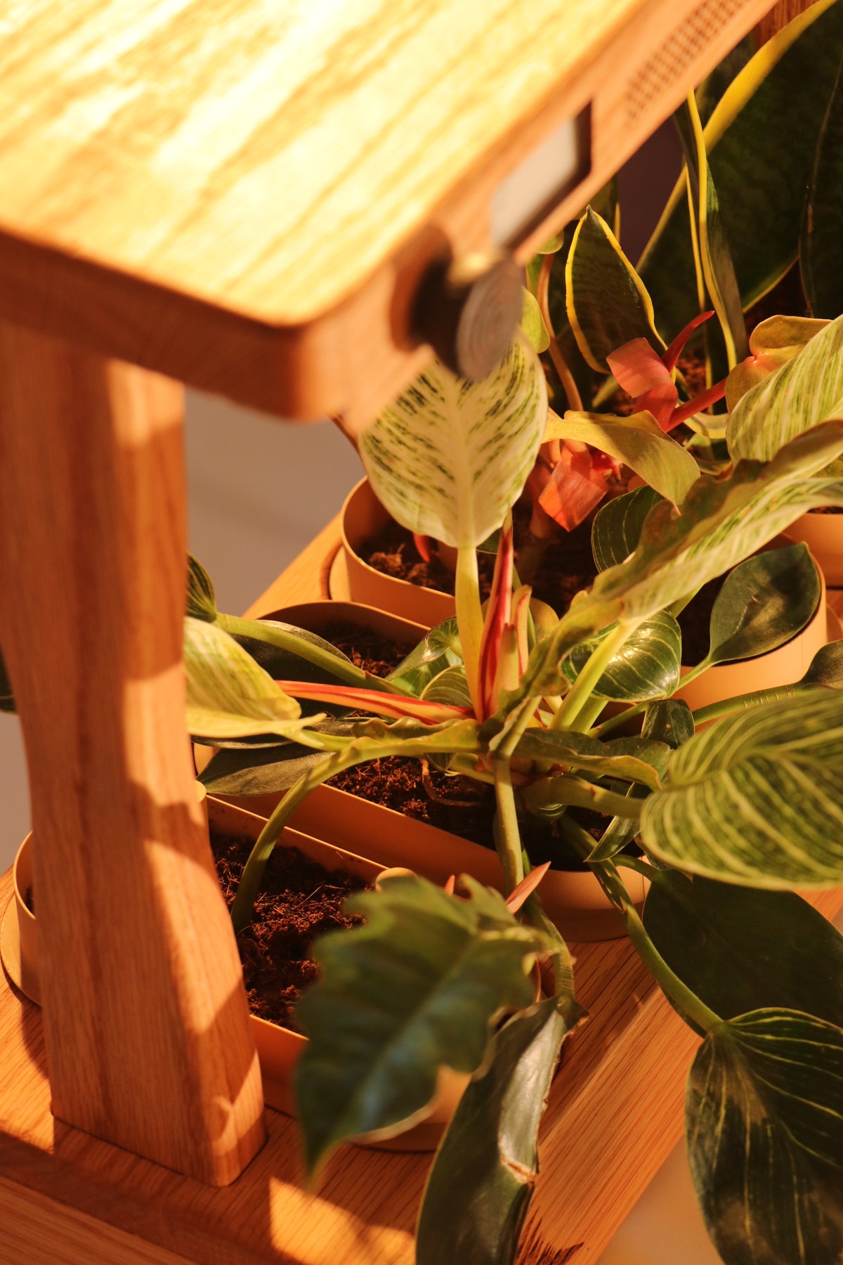Aera Sense - Indoor Garden with Air Quality Monitor