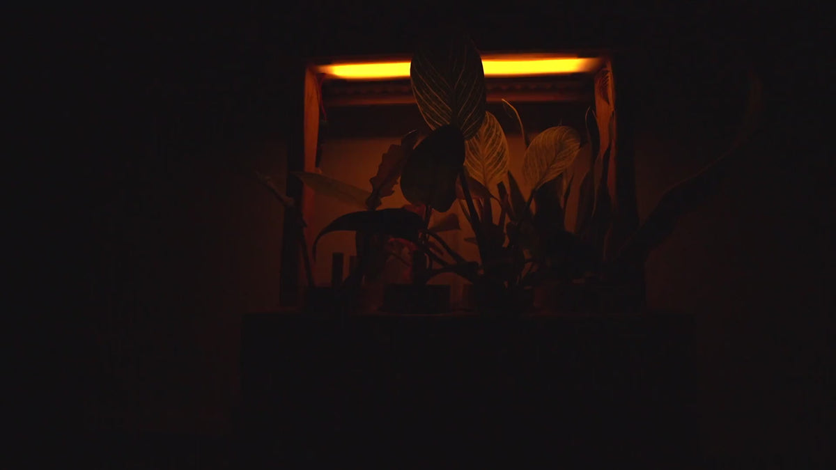 Aera Sense - Indoor Garden with Air Quality Monitor